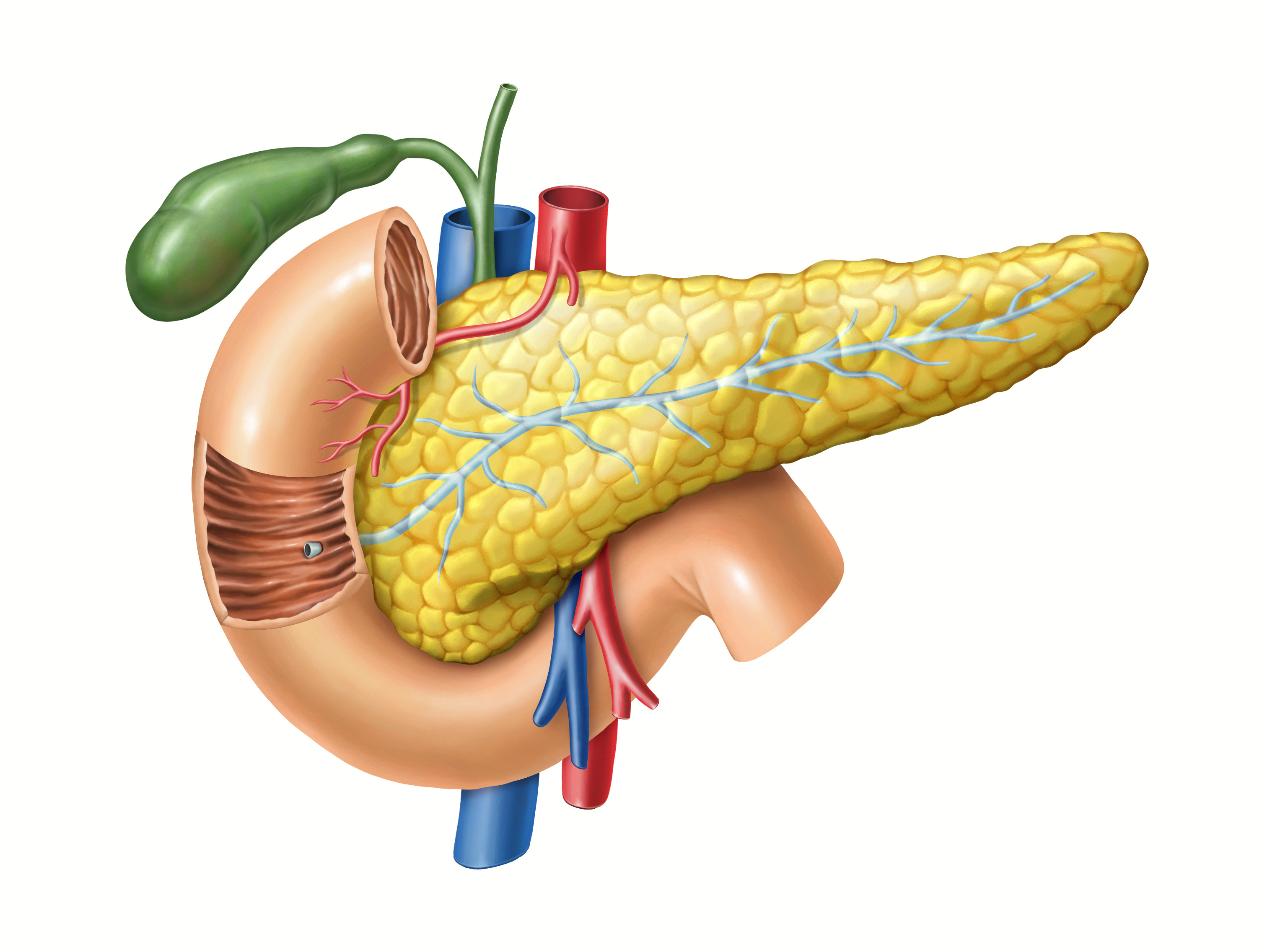 14 Facts You Should Know About the Pancreas - Facts.net