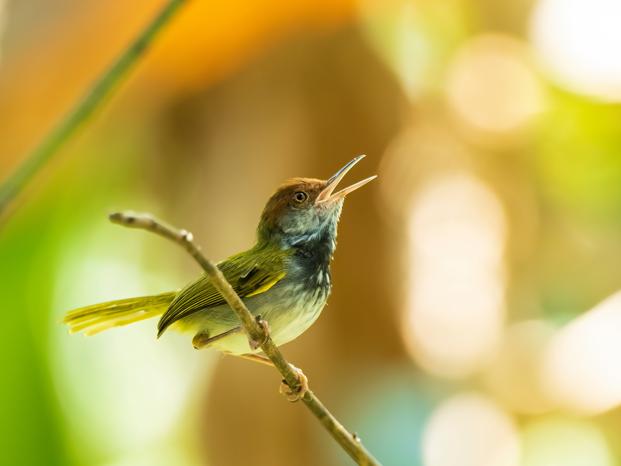 Male Dark-necked Tailorbird (Orthotomus atrogularis) with its dark neck patch exposed.