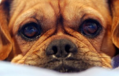19 Surprising Pugalier Facts You Need to Know 
