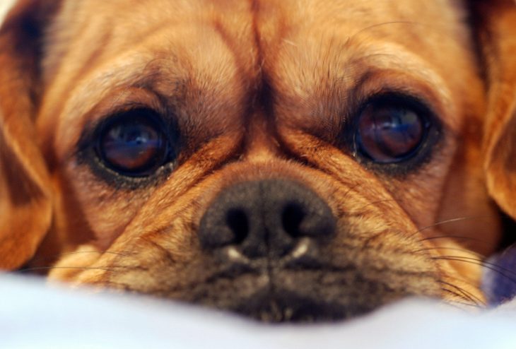 Pugalier Close-UP