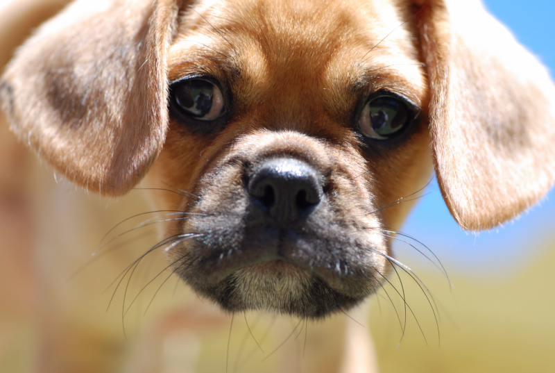 Pugalier Face