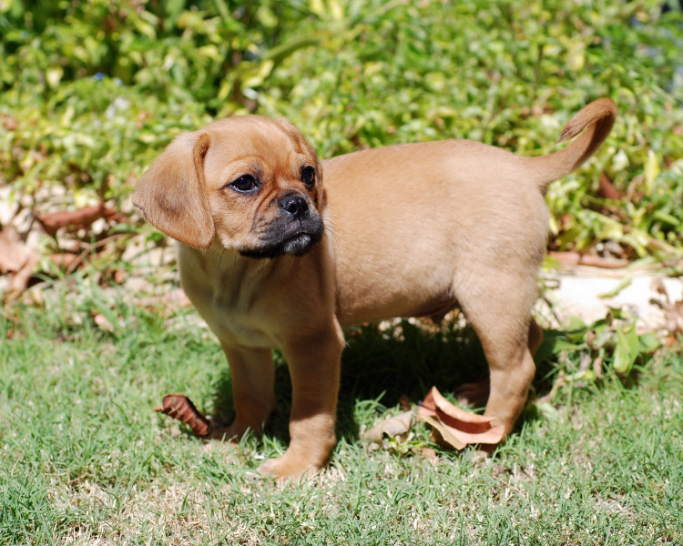 Pug cross best sale cavalier puppies