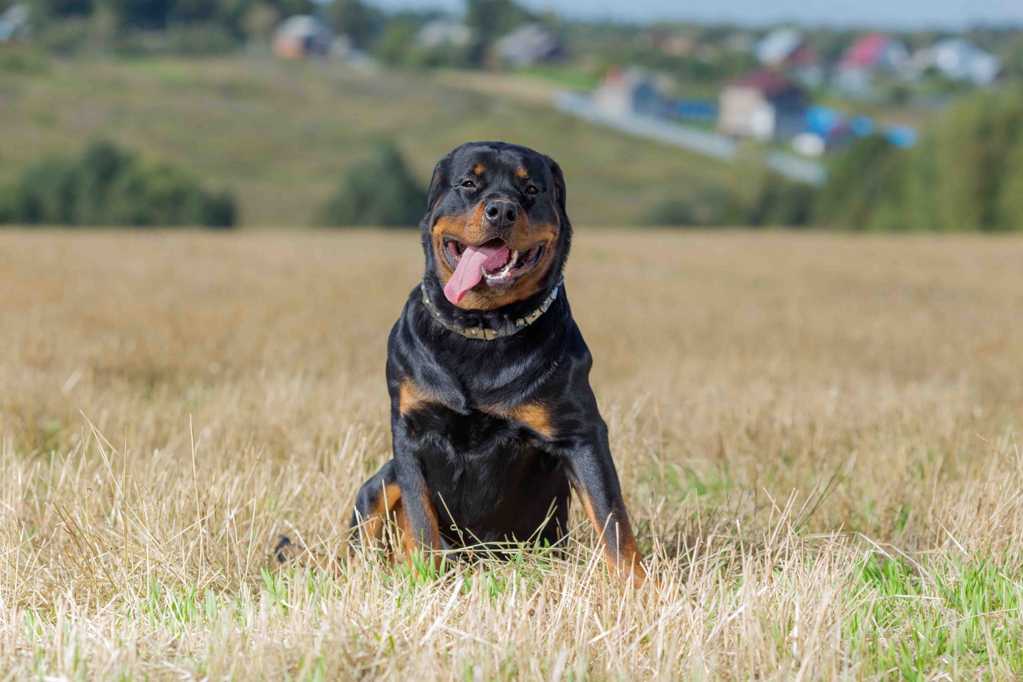 The Truth Behind Rottweilers’ Reputation: Fun Facts