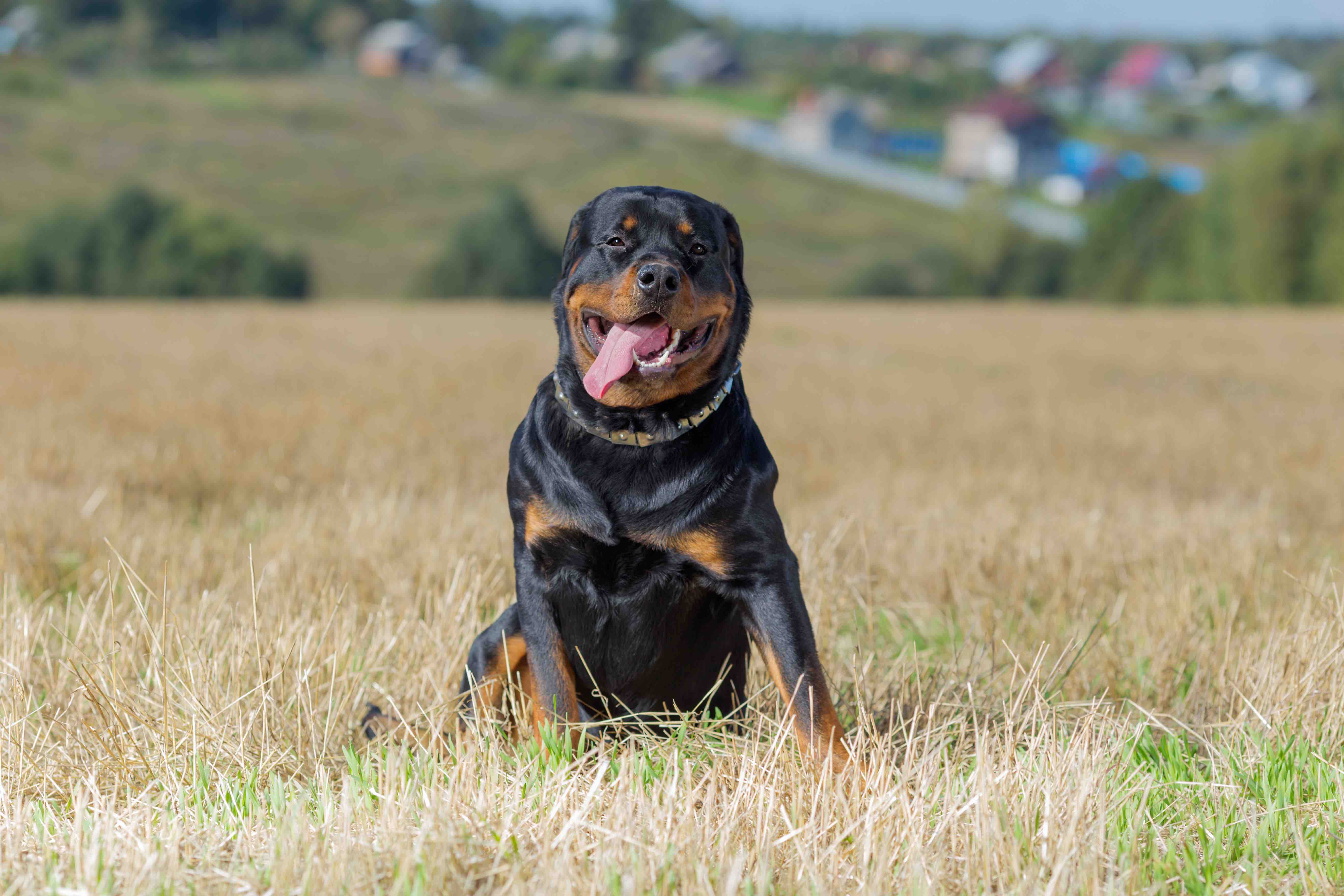 19 Fun Facts About Rottweilers - Facts.net