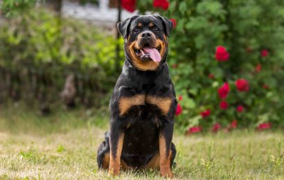 19 Fun Facts About Rottweilers 