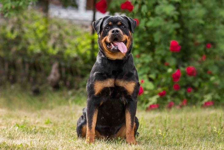 rottweiler dog animal portrait