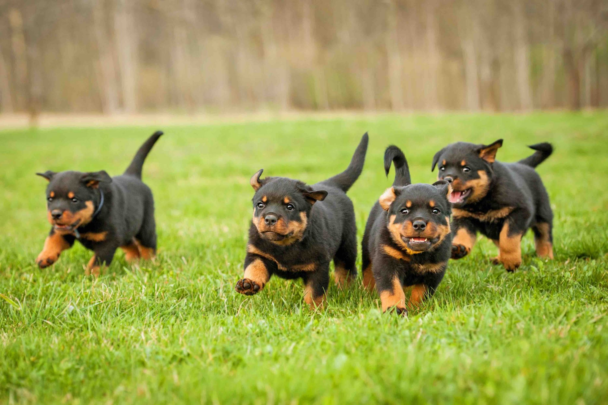 The Intelligence Of Rottweilers: Fun Facts