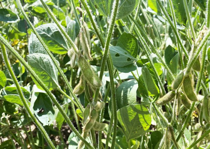 Soybean Nutrition Facts 18 Nutritional Benefits Revealed