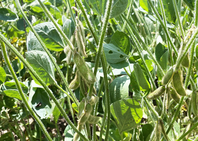 Soybean Nutrition Facts 18 Nutritional Benefits Revealed