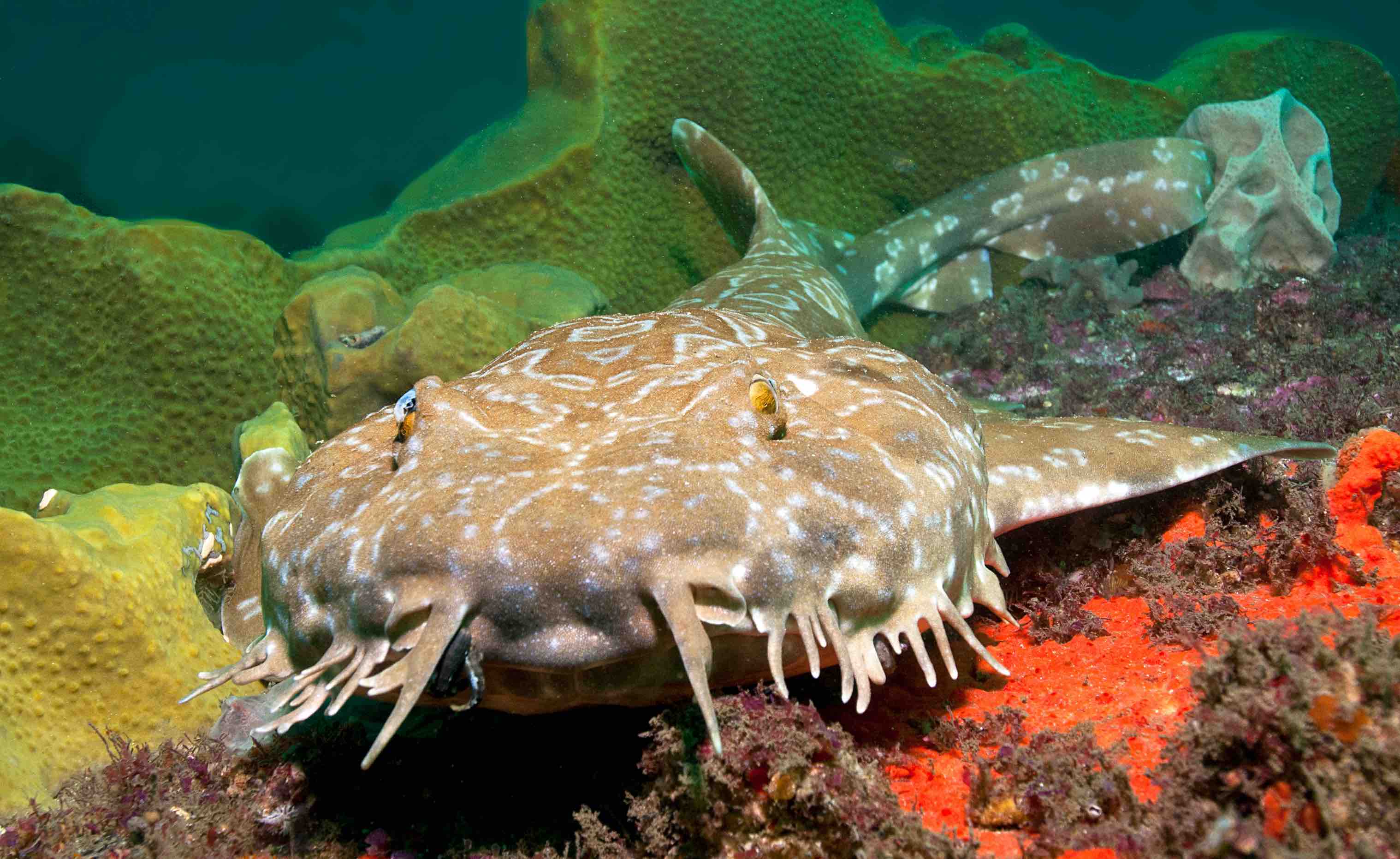 11 Wobbegong Shark Facts: The Deceptively Harmless Shark - Facts.net