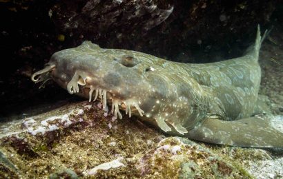 11 Wobbegong Shark Facts The Deceptively Harmless Shark 