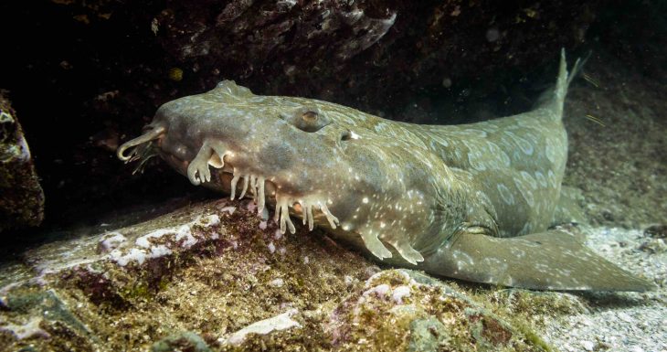 Wobbegong shark waking up and ready to swim. The shark is lying on the sea floor of Julian rocks in Byron Bay Australia