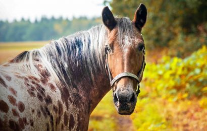 20 Appaloosa Facts Insights into this Beautiful Horse Breed 