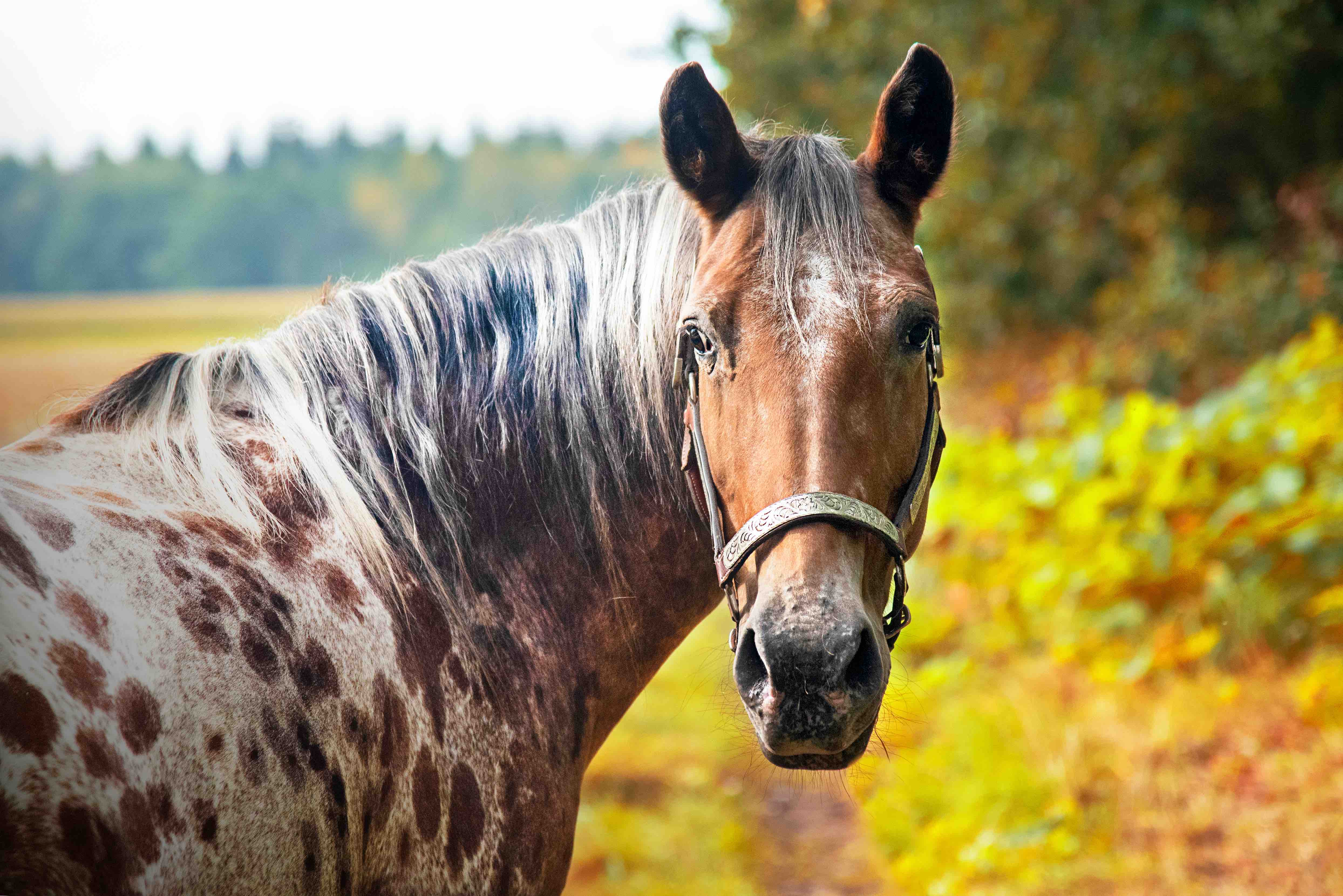 Appaloose Horse  One of the most popular horse breeds in the US