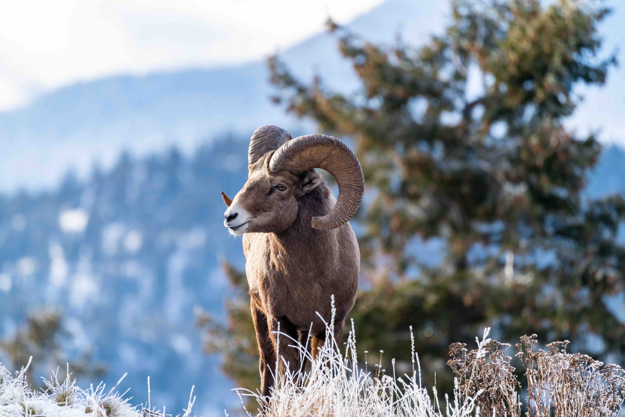 11 Bighorn Sheep Facts Wonders of these Majestic Creatures