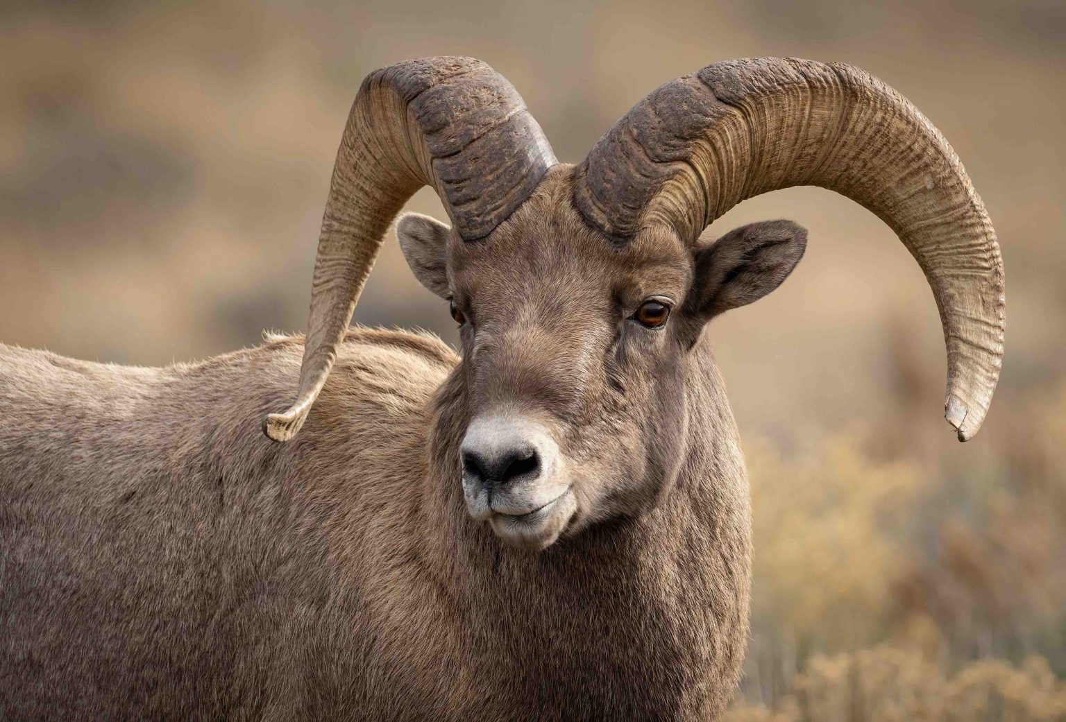 11 Bighorn Sheep Facts: Wonders Of These Majestic Creatures - Facts.net