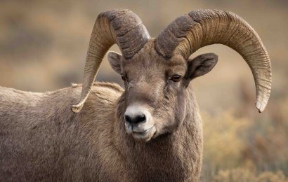 11 Sheep Teeth Facts - Facts.net