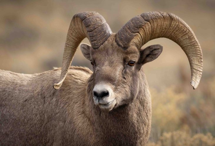 Bighorn Sheep in Grand Teton National Park