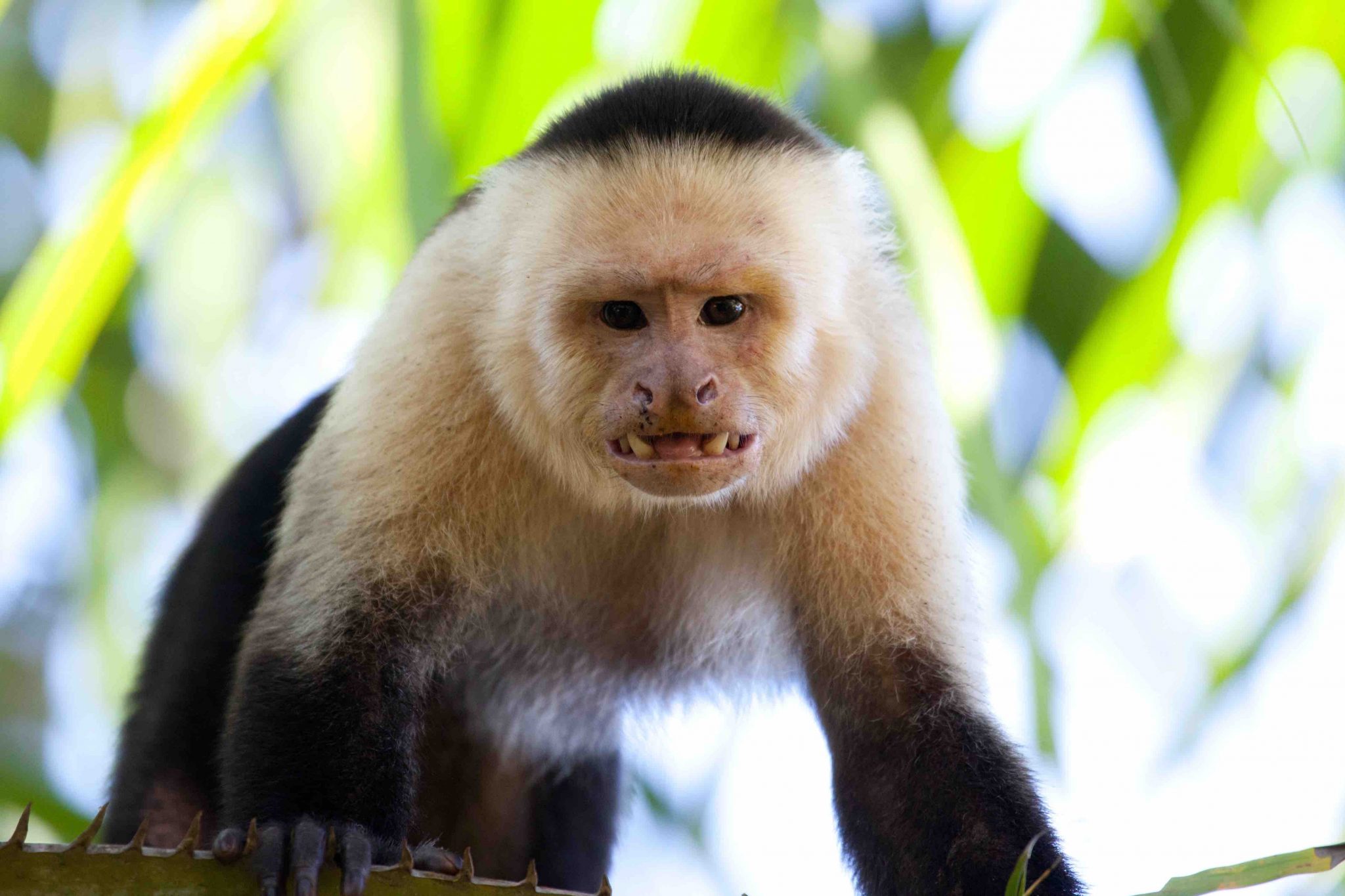 19 Fascinating Capuchin Monkey Facts - Facts.net