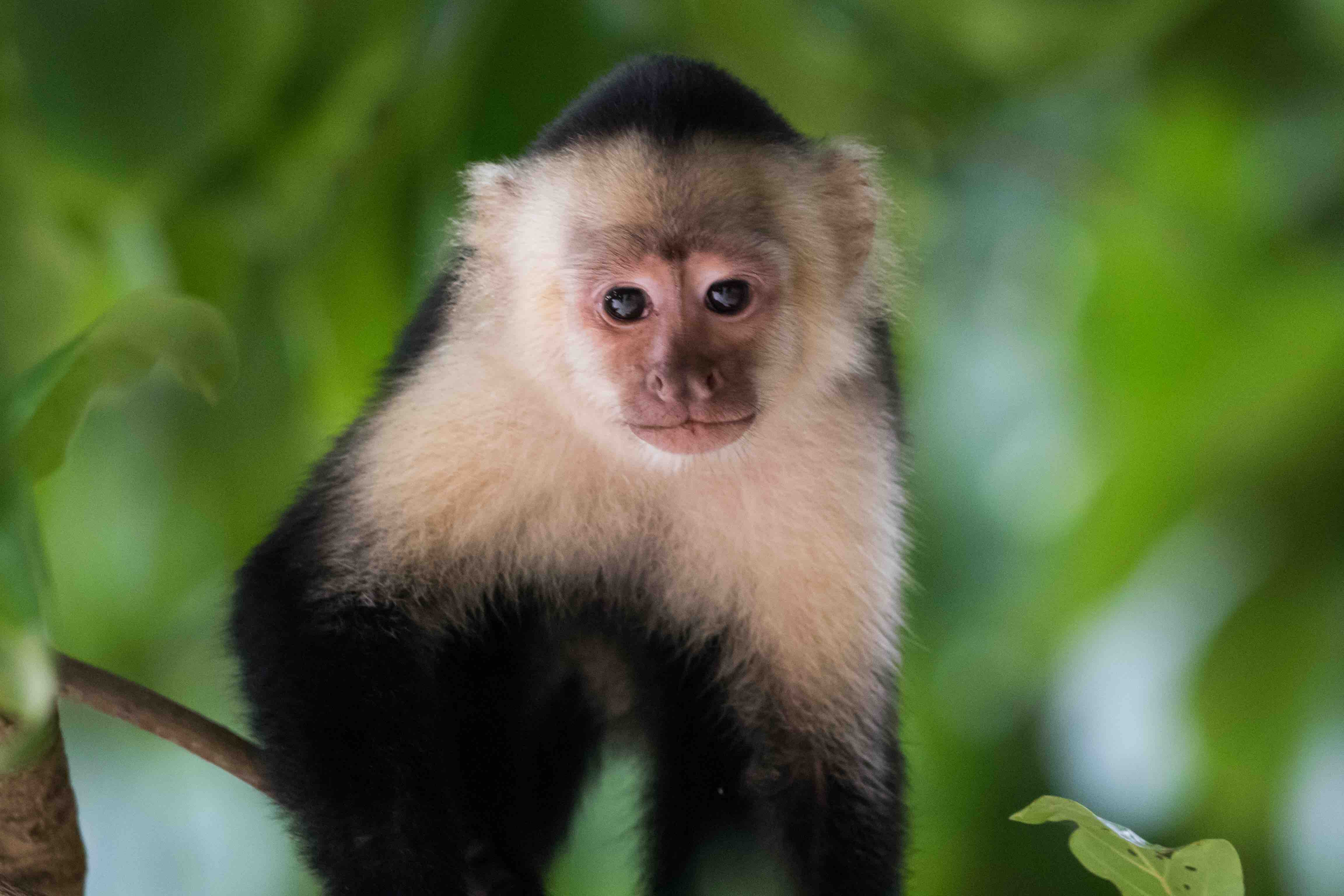 19 Fascinating Capuchin Monkey Facts - Facts.net