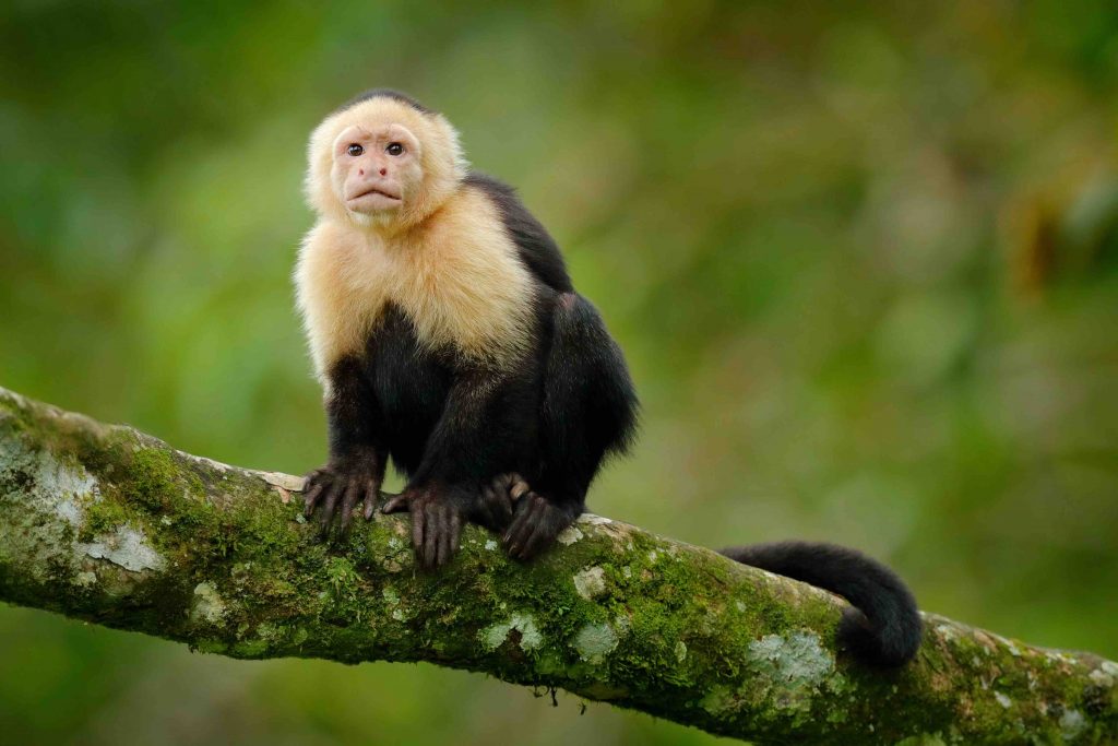 the capuchin monkey experiment is an example of