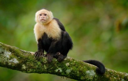 19 Fascinating Capuchin Monkey Facts 