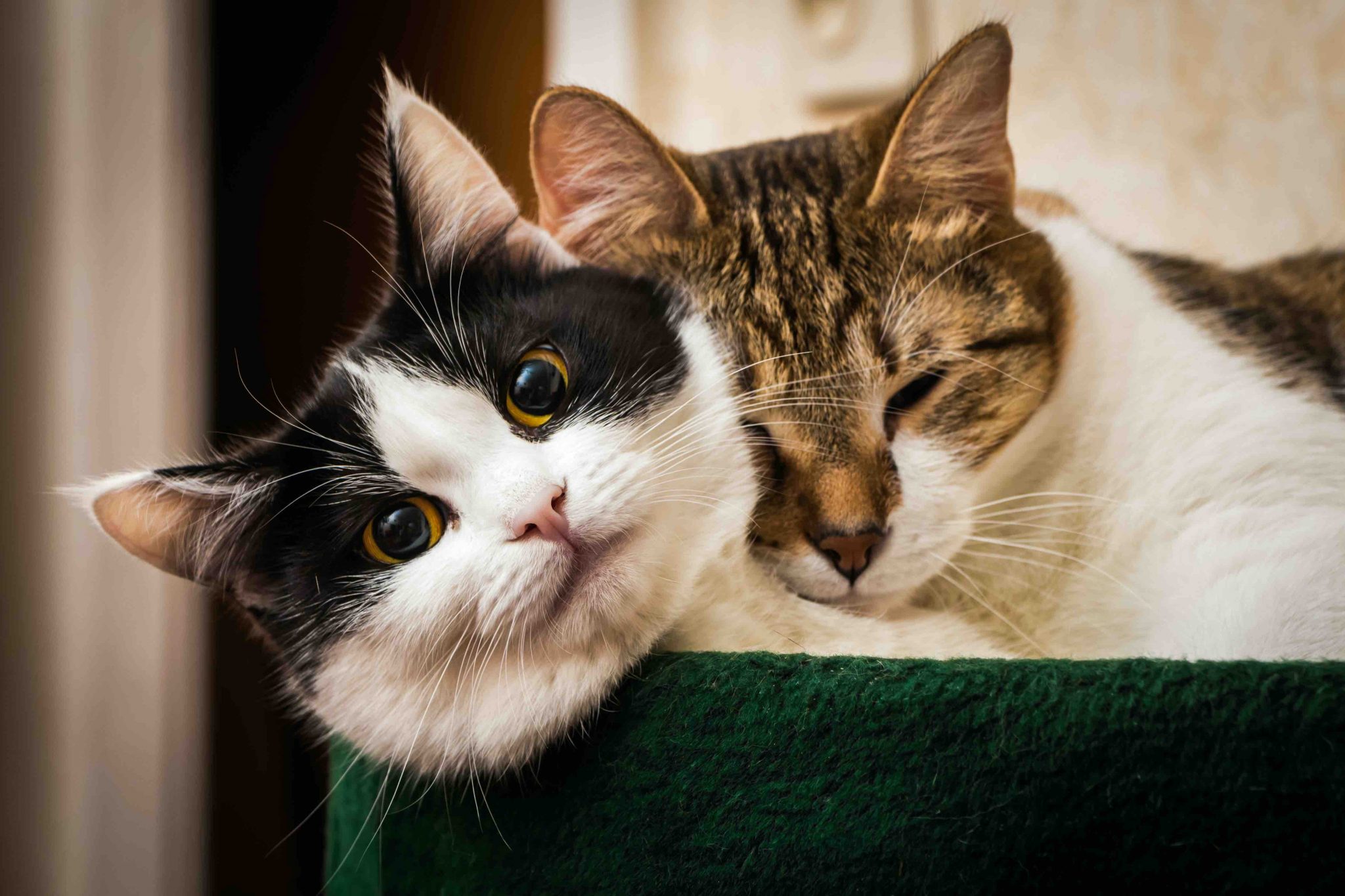 19 Male Cat Facts: Intriguing Insights into Male Feline Behavior ...
