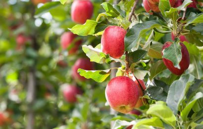 15 Gala Apple Nutrition Facts 