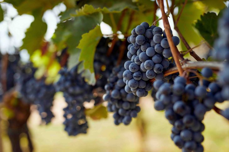 Bunch of blue grapes hanging on autumn vineyard