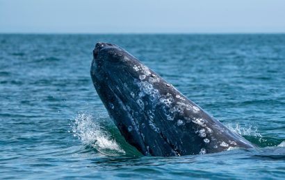 19 Gray Whale Migration Facts - Facts.net