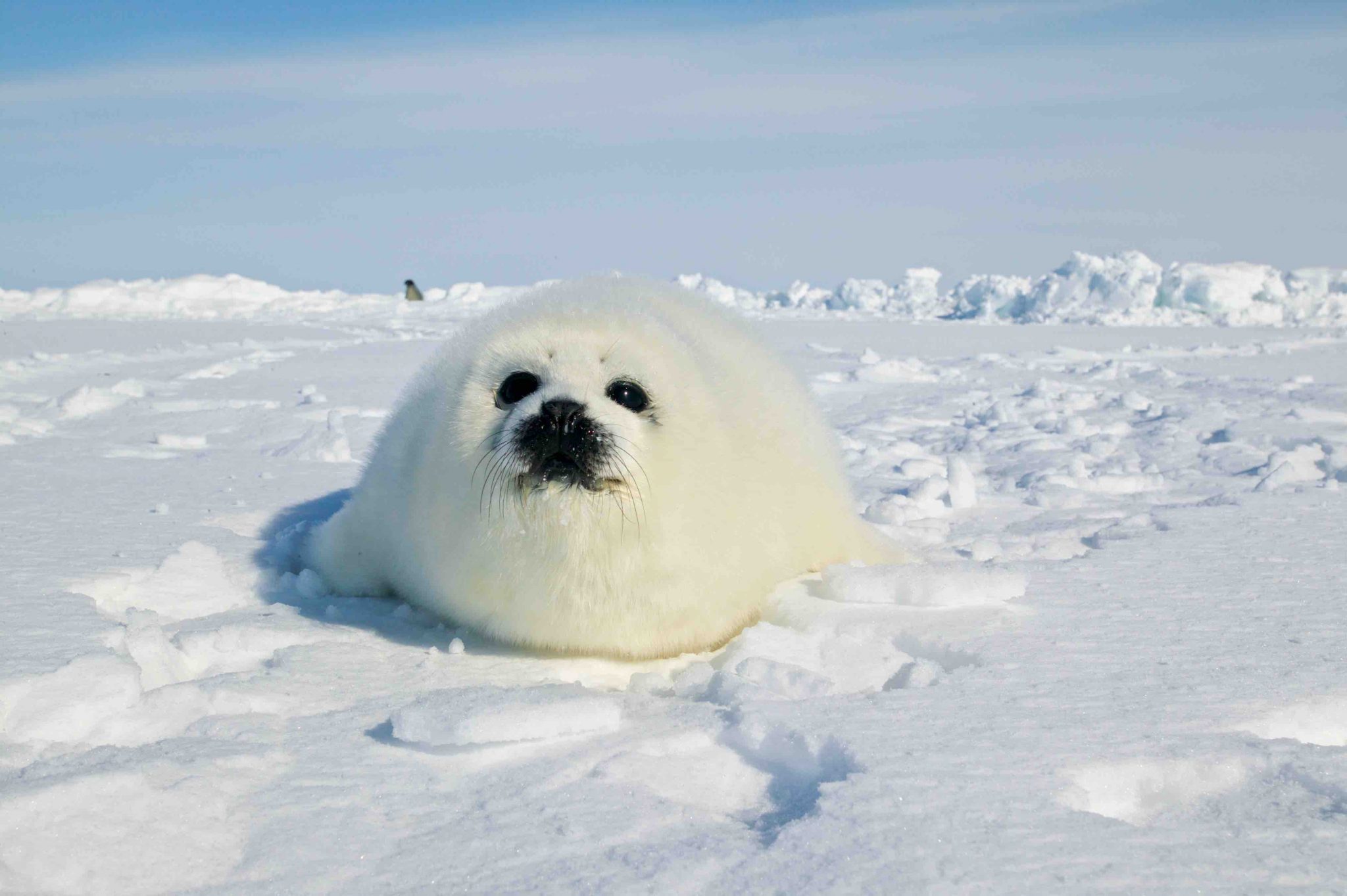 10 Harp Seal Facts For Kids Facts 10 Harp Seal Facts For Kids Facts