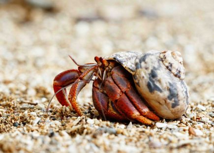 11 Hermit Crab Fun Facts - Facts.net