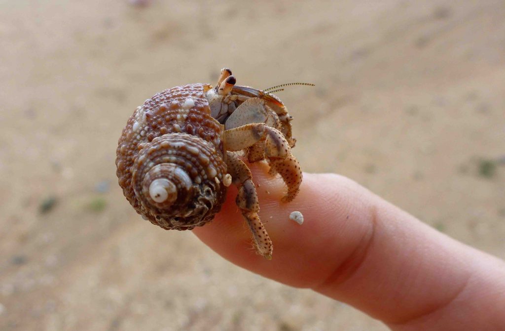 11 Hermit Crab Fun Facts