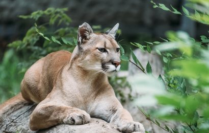 10 Fascinating Facts About Pumas  Learn About the Amazing World of Pumas 