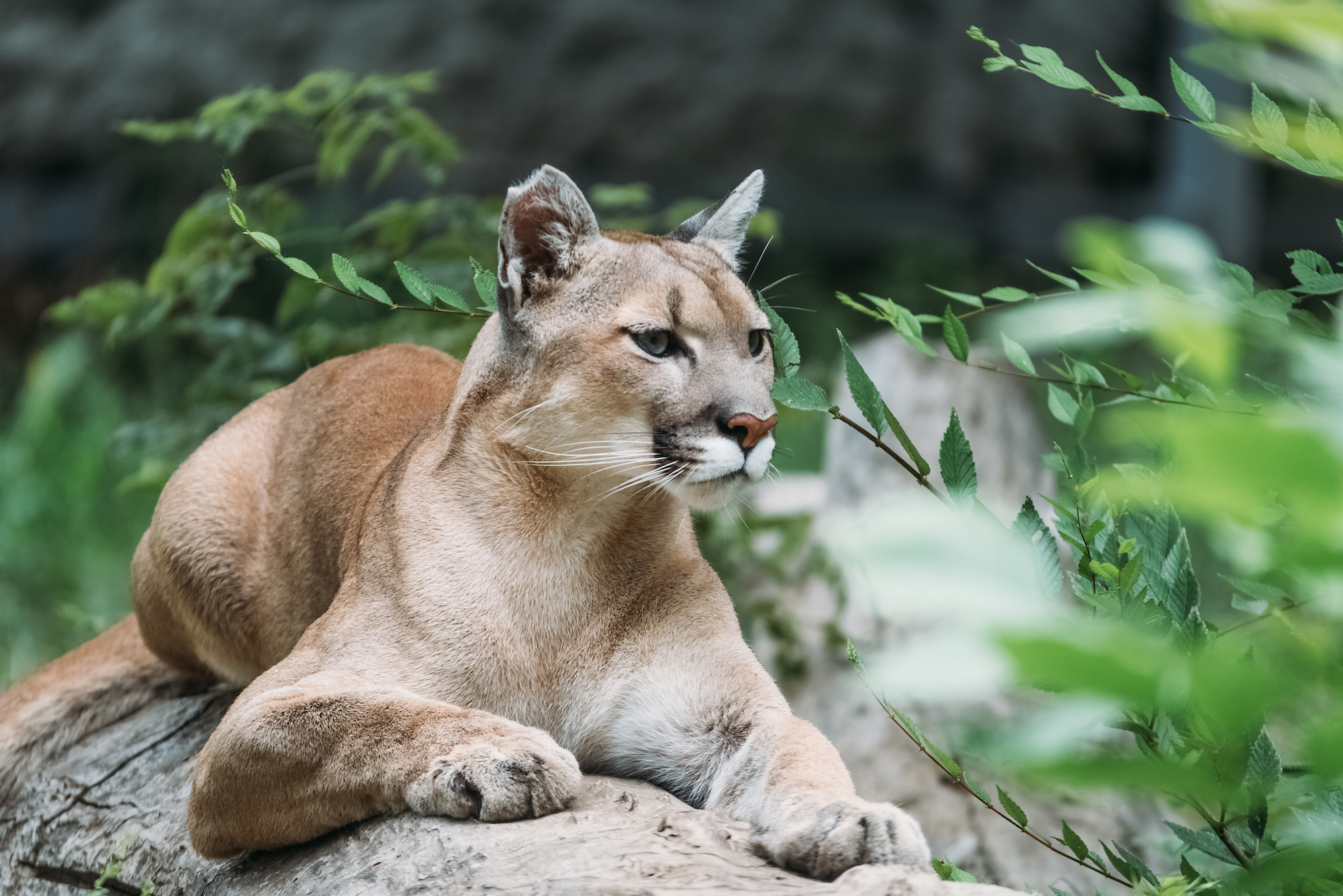 Амазинг пума. Puma animal Kingdom. Cougar Rampart.