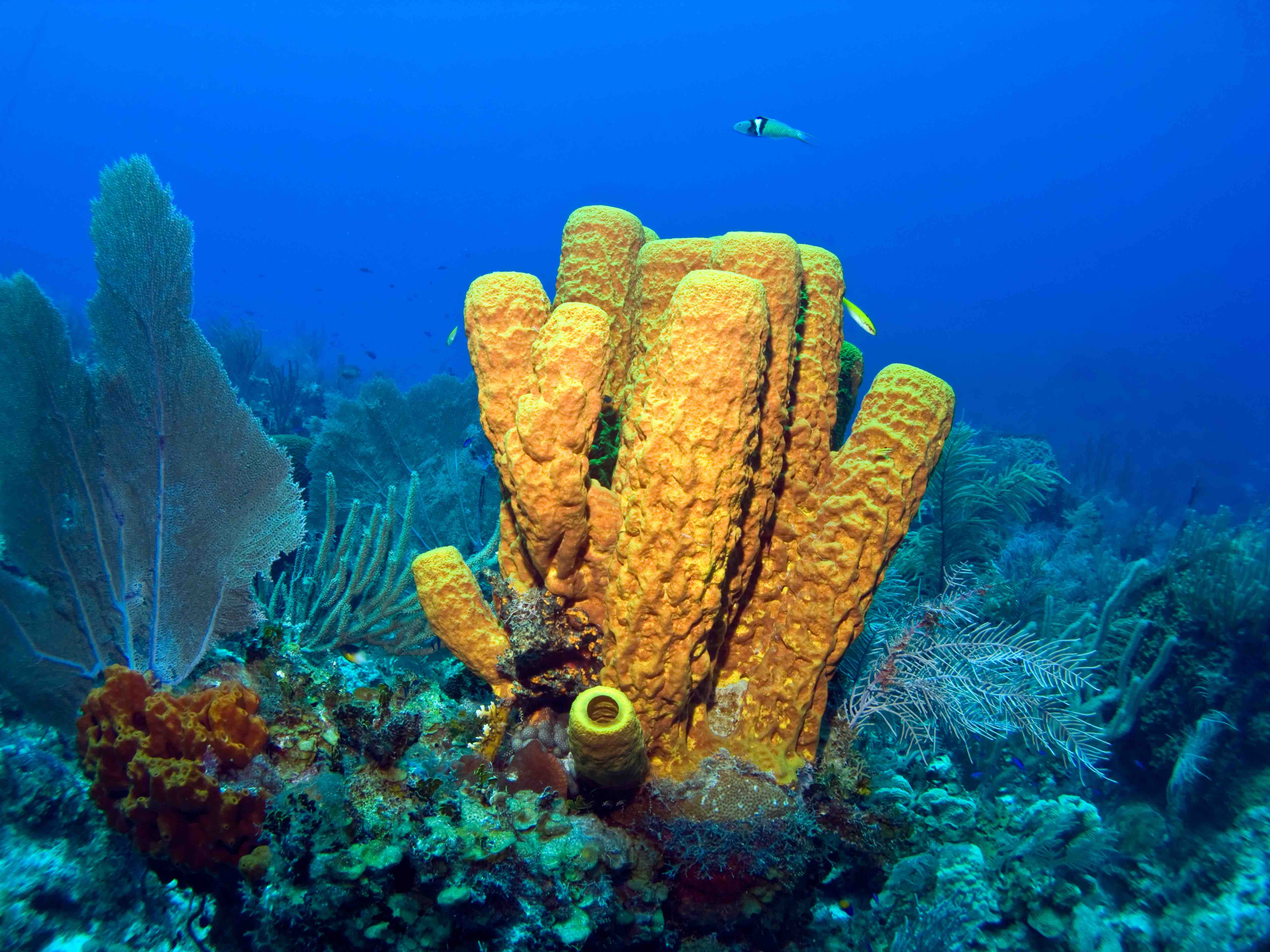 Sponges In The Ocean