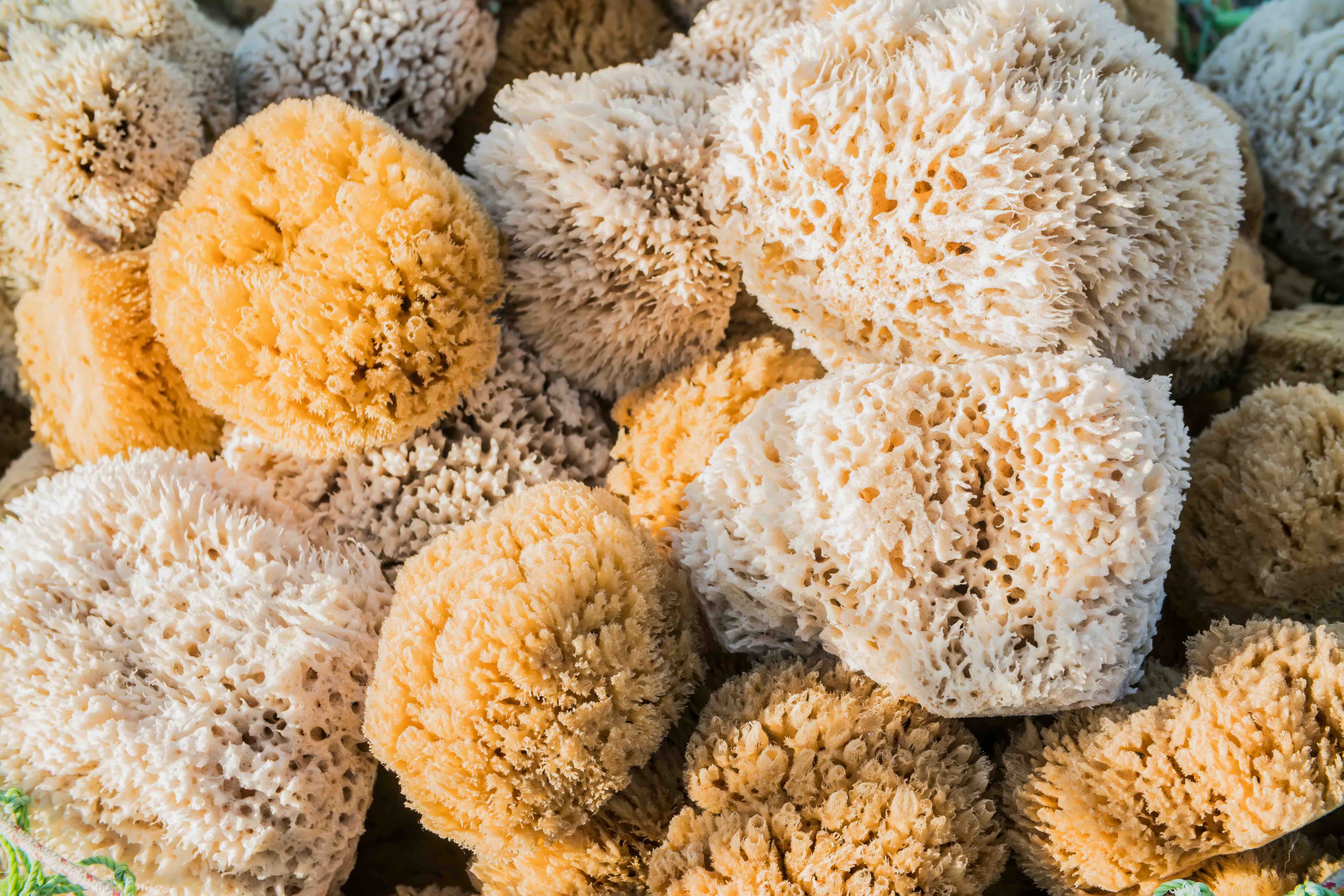 Amazing facts and secrets of sea sponges