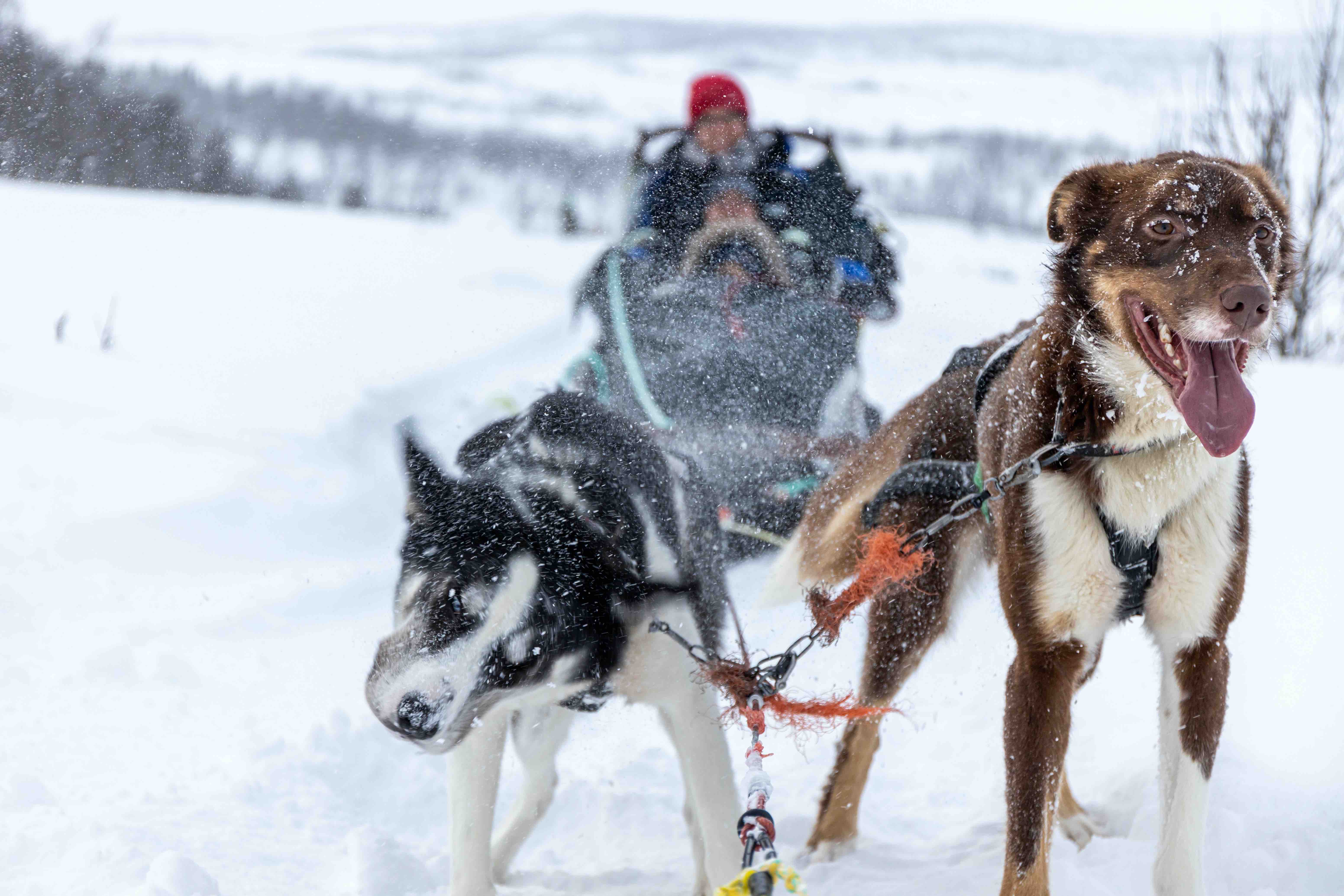 15 Facts About Sled Dogs: The True Heroes Of Winter - Facts.net