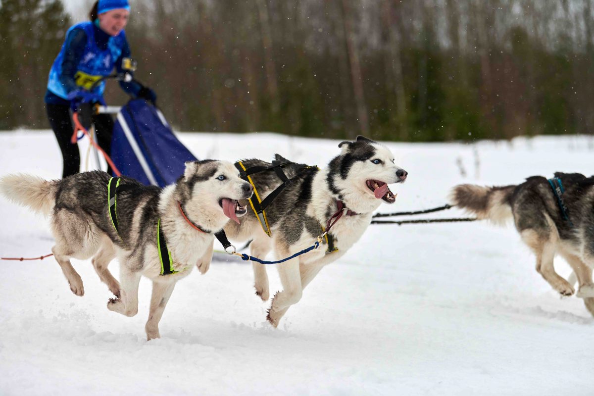 15 Facts About Sled Dogs The True Heroes of Winter
