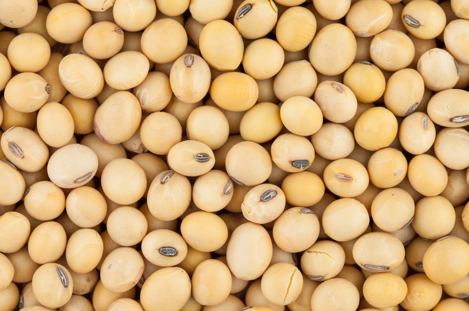 Fascinating Soybean Facts Unveiling The Versatile Legume Facts Net