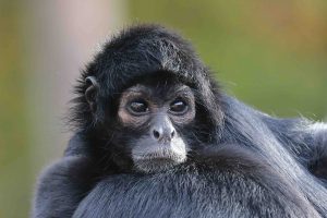 20 Spider Monkey Fun Facts  