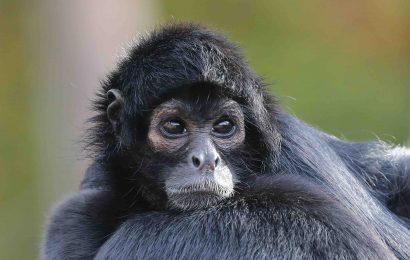 20 Spider Monkey Fun Facts  
