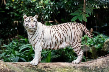 19 White Tiger Facts For Kids: A Majestic Species Of The Wild - Facts.net