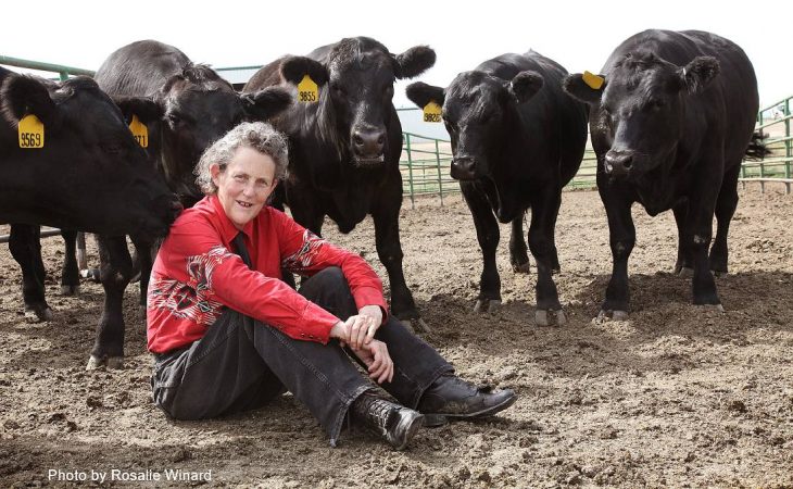 temple grandin with cows