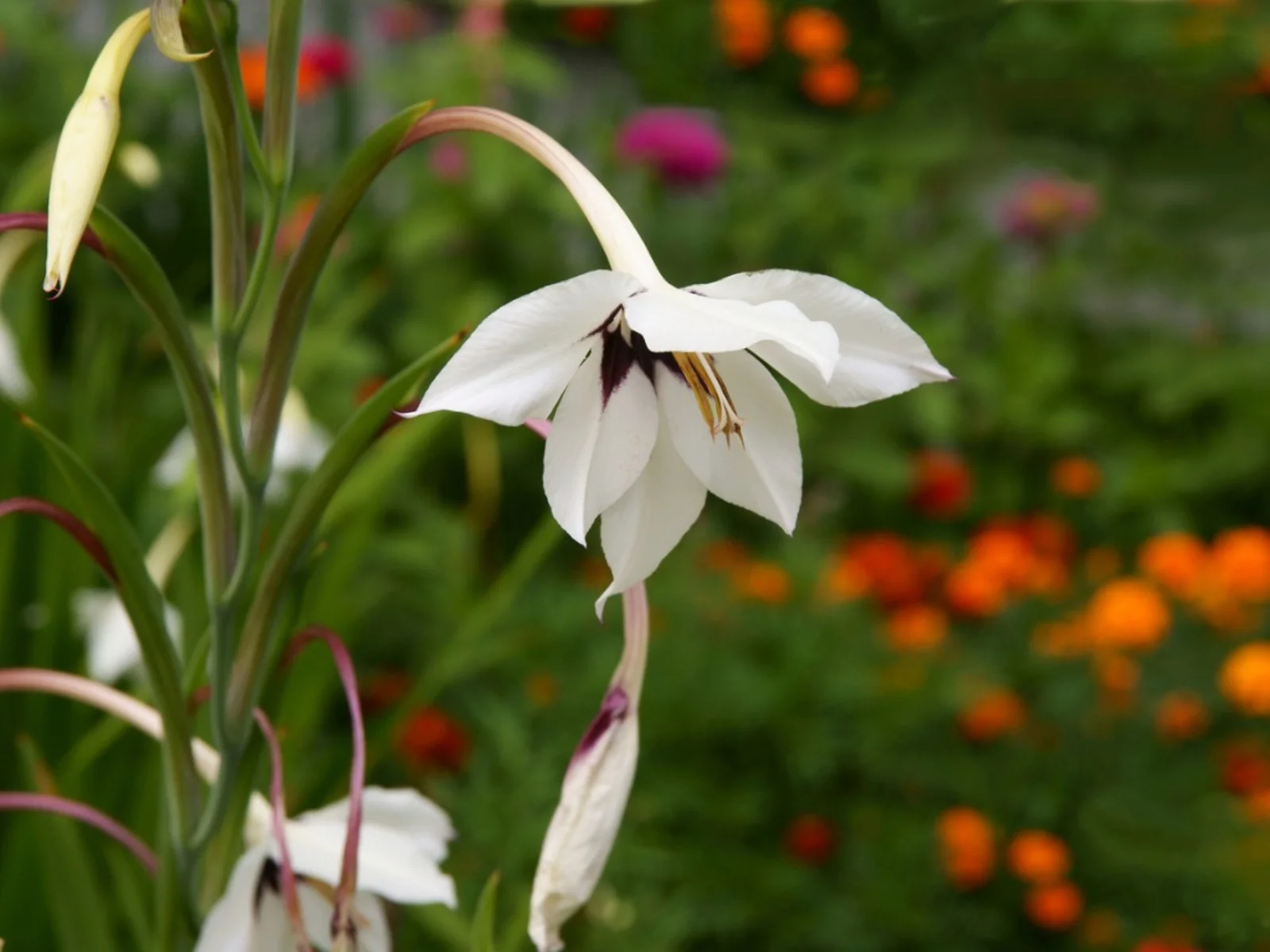10-astonishing-facts-about-gladiolus-callianthus