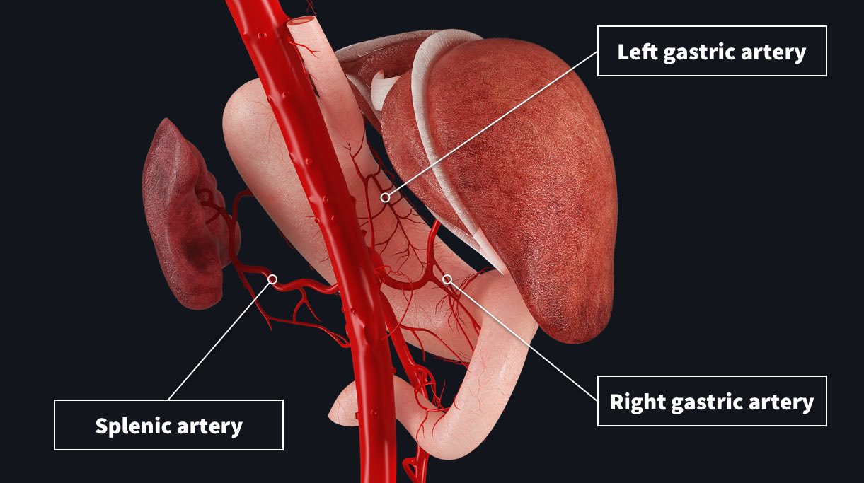 10-astonishing-facts-about-splenic-artery