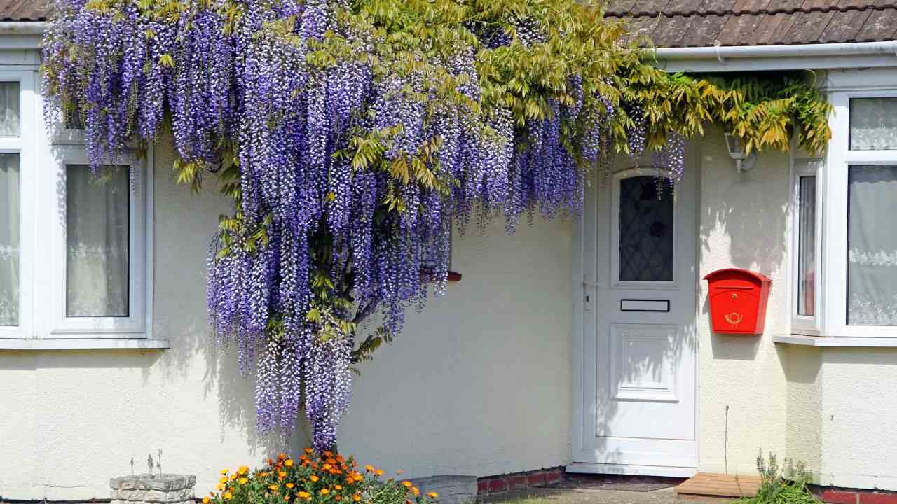 10-astonishing-facts-about-wisteria