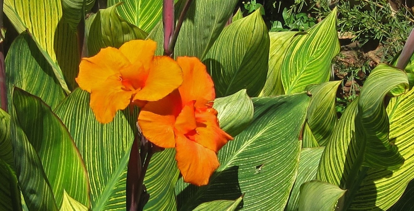 10-astounding-facts-about-canna-indica