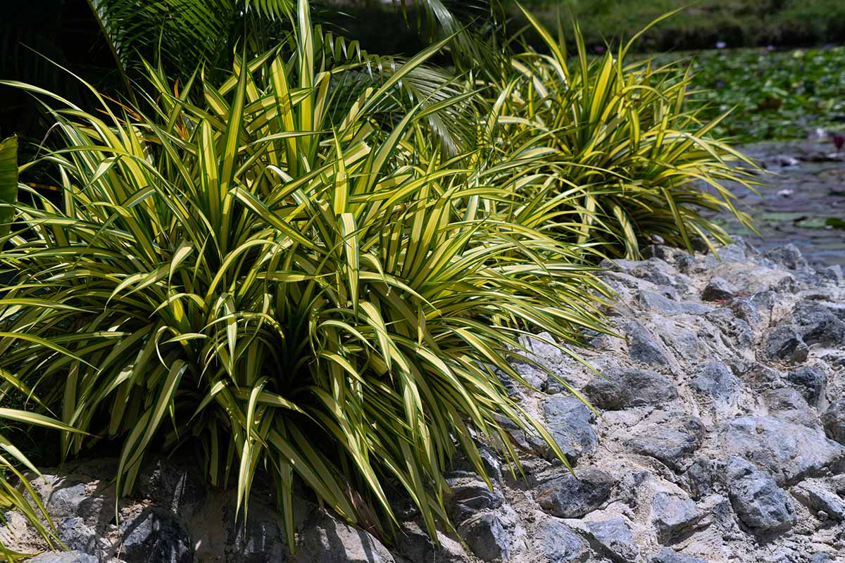 10-captivating-facts-about-carex