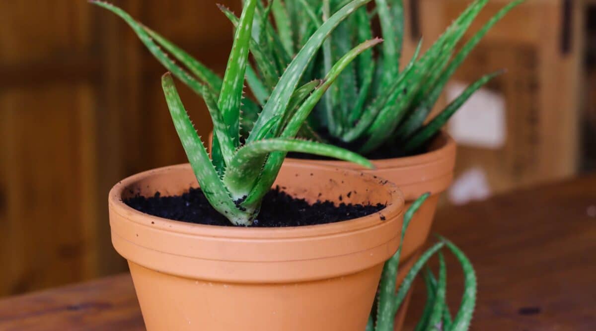10-enigmatic-facts-about-aloe-vera